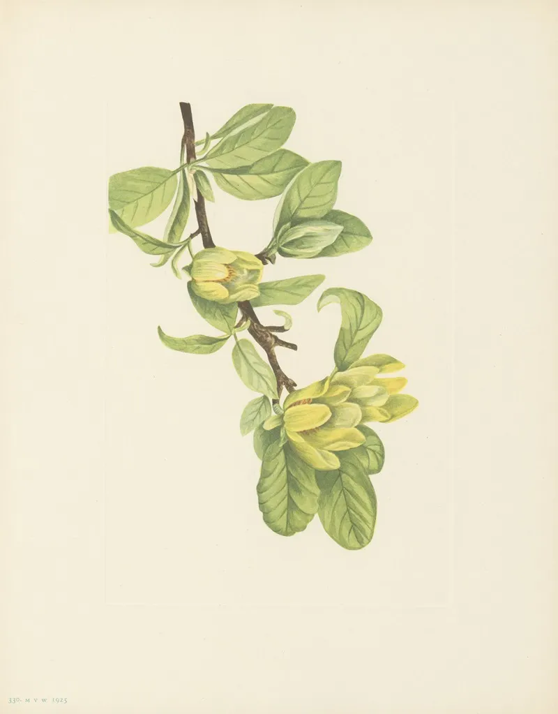 Yellow Cucumbertree Magnolia Cordata 3