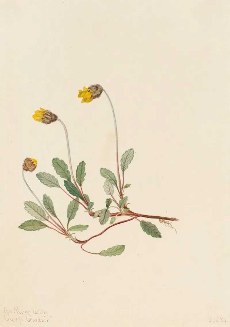 Yellow Dryad Dryas Drummondii