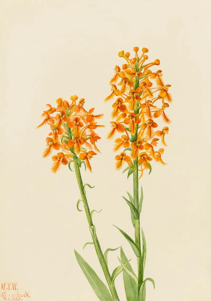 Yellow Fringe Orchid Habenaria Ciliaris