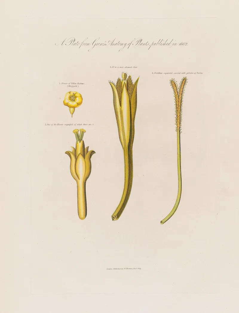 Yellow Henbane Wall Art by Robert John Thornton - High-Resolution Digital Print