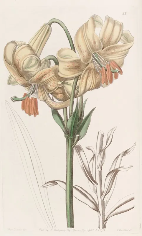 Yellow Japan Lily Wall Art by Sydenham Edwards - High-Resolution Digital Print