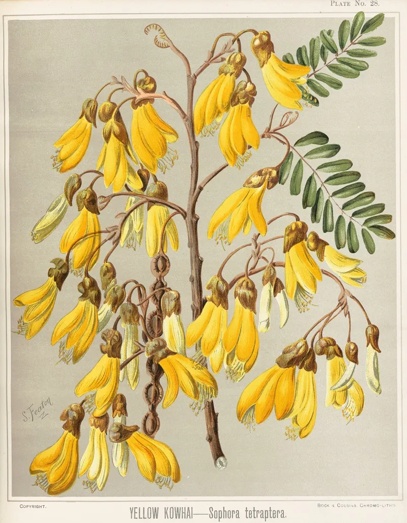 Yellow Kowhai Sophora Tetraptera Plate 28 Wall Art by Sarah Featon - High-Resolution Digital Print