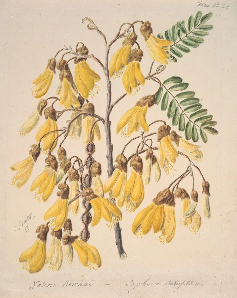 Yellow Kowhai Wall Art by Sarah Featon - High-Resolution Digital Print