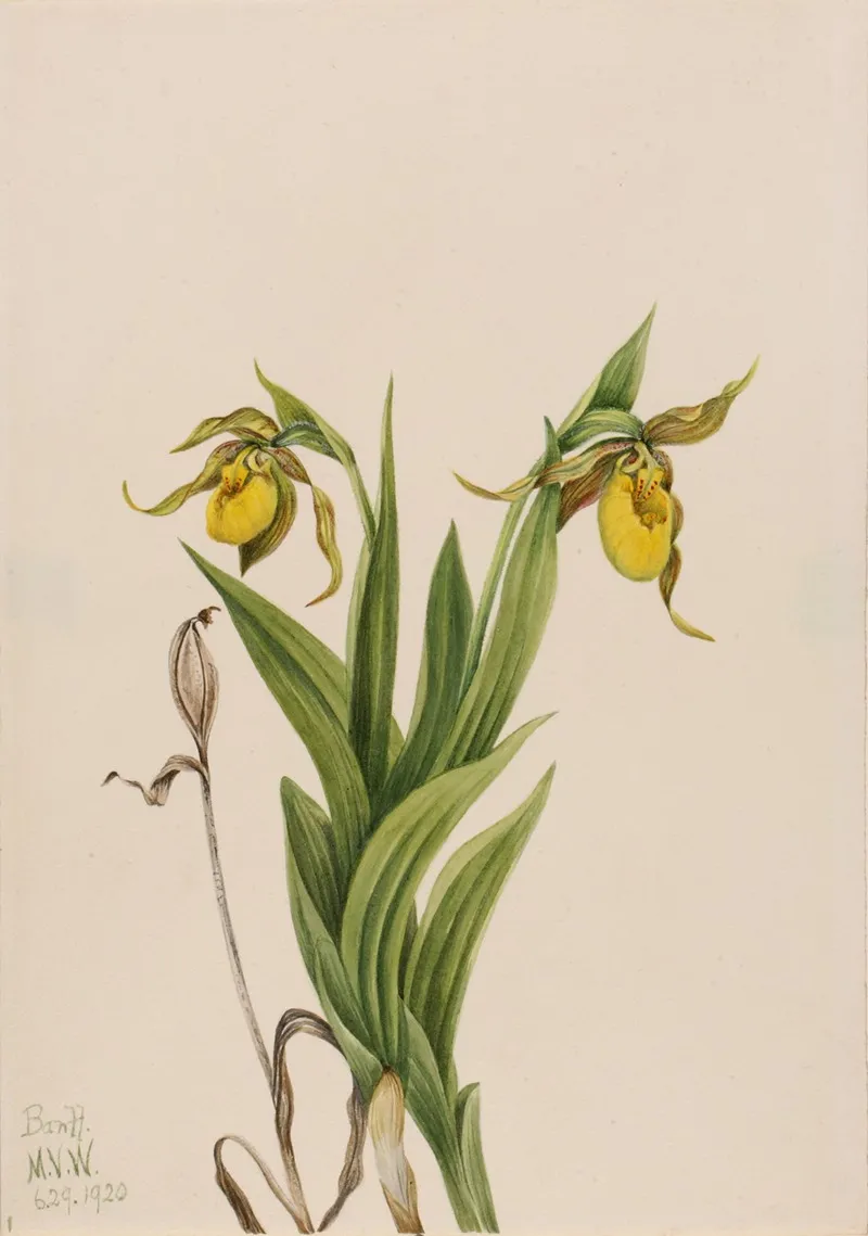 Yellow Ladys Slipper Cypripedium Parviflorum