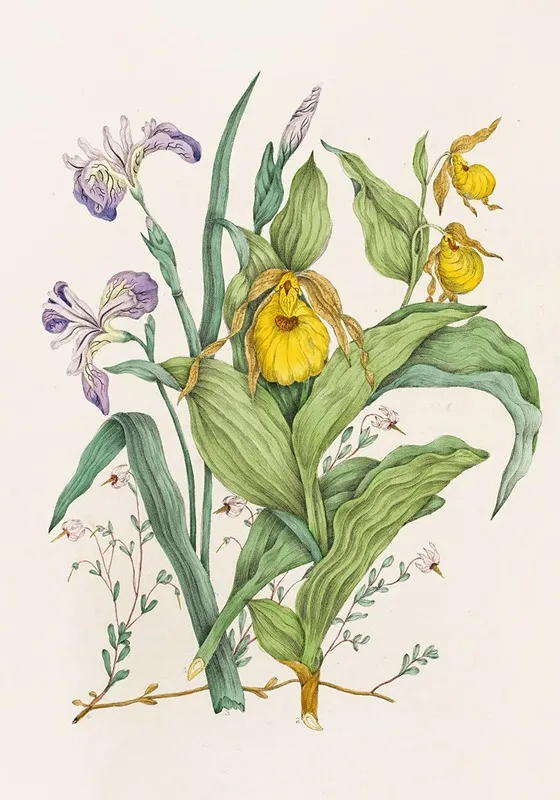 Yellow Ladys Slippers Large Blue Flag Small Cranberry Wall Art by Agnes Fitzgibbon - High-Resolution Digital Print