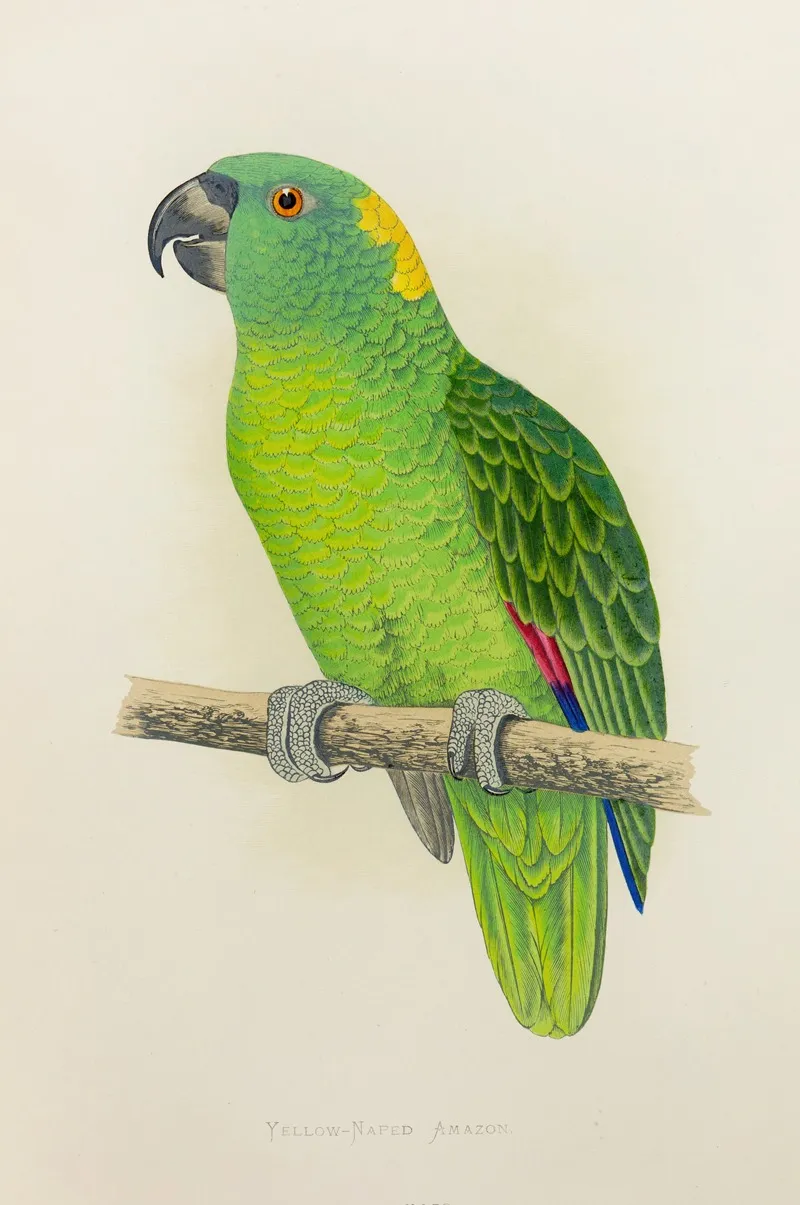Yellow Naped Amazon Wall Art by Alexander Francis Lydon - High-Resolution Digital Print
