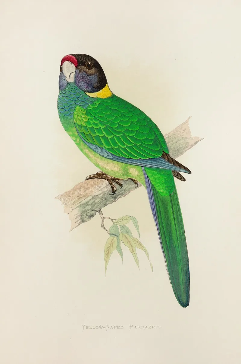 Yellow Naped Parrakeet Wall Art by Alexander Francis Lydon - High-Resolution Digital Print