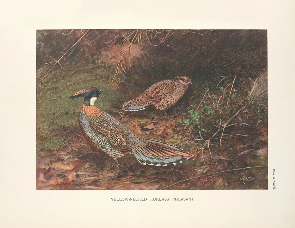 Yellow Necked Koklass Pheasants Pucrasia Xanthopila Xanthopila Wall Art by George Edward Lodge - High-Resolution Digital Print