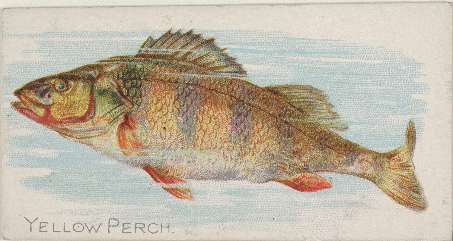 Yellow Perch Wall Art by Allen &amp; Ginter - High-Resolution Digital Print