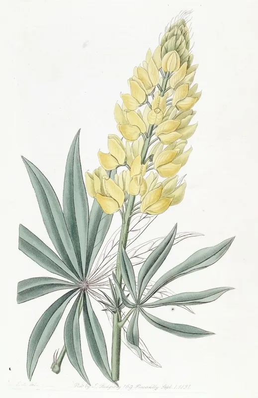 Yellow Perennial Lupine Wall Art by Sydenham Edwards - High-Resolution Digital Print