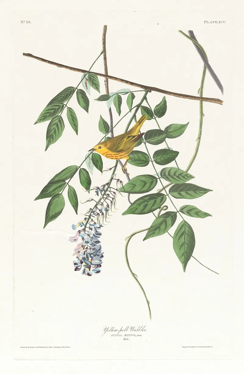 Yellow Poll Warbler Wall Art by John James Audubon - High-Resolution Digital Print