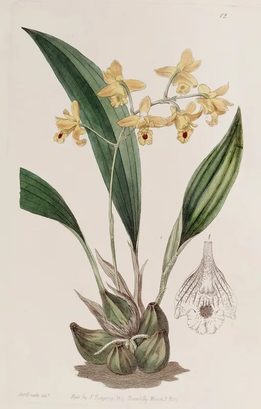 Yellow Racemose Maxillaria Wall Art by Sydenham Edwards - High-Resolution Digital Print