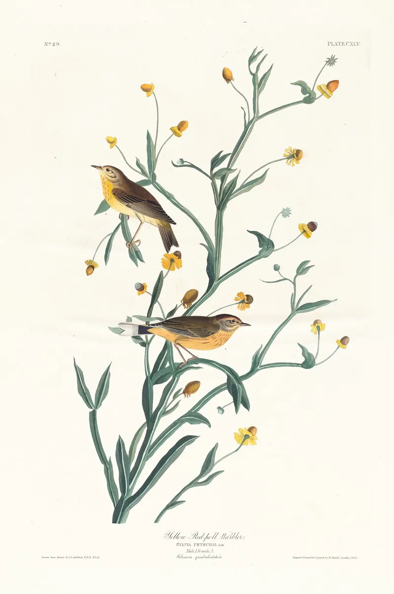Yellow Red Poll Warbler Wall Art by John James Audubon - High-Resolution Digital Print