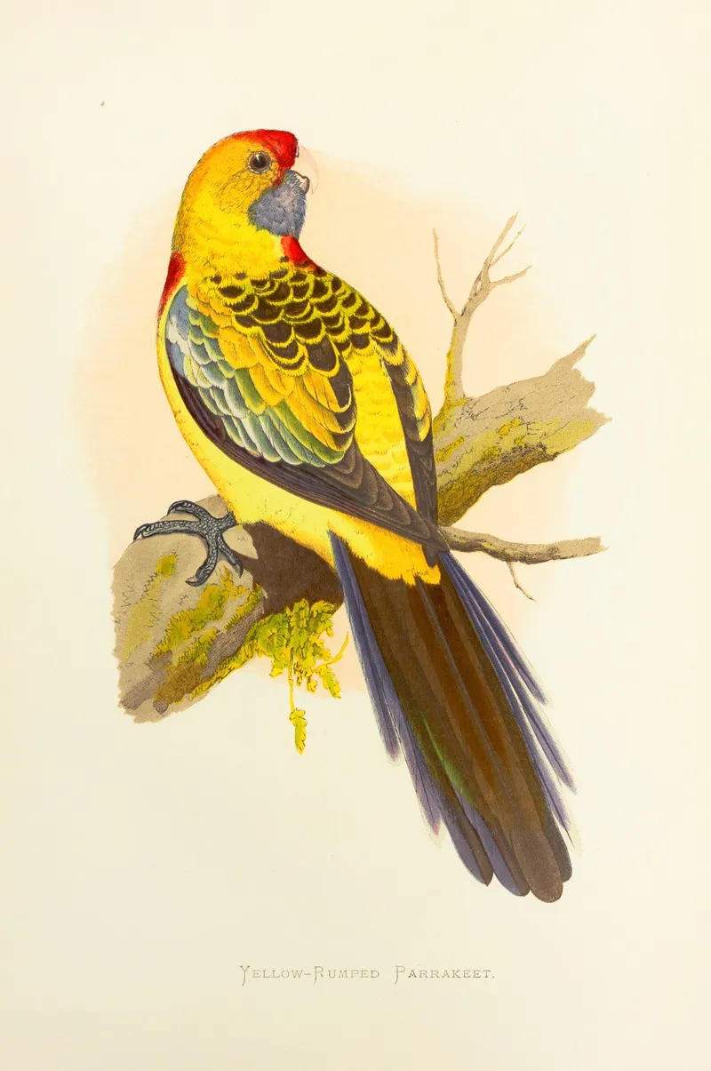 Yellow Rumped Parrakeet Or Broadtail Wall Art by Alexander Francis Lydon - High-Resolution Digital Print