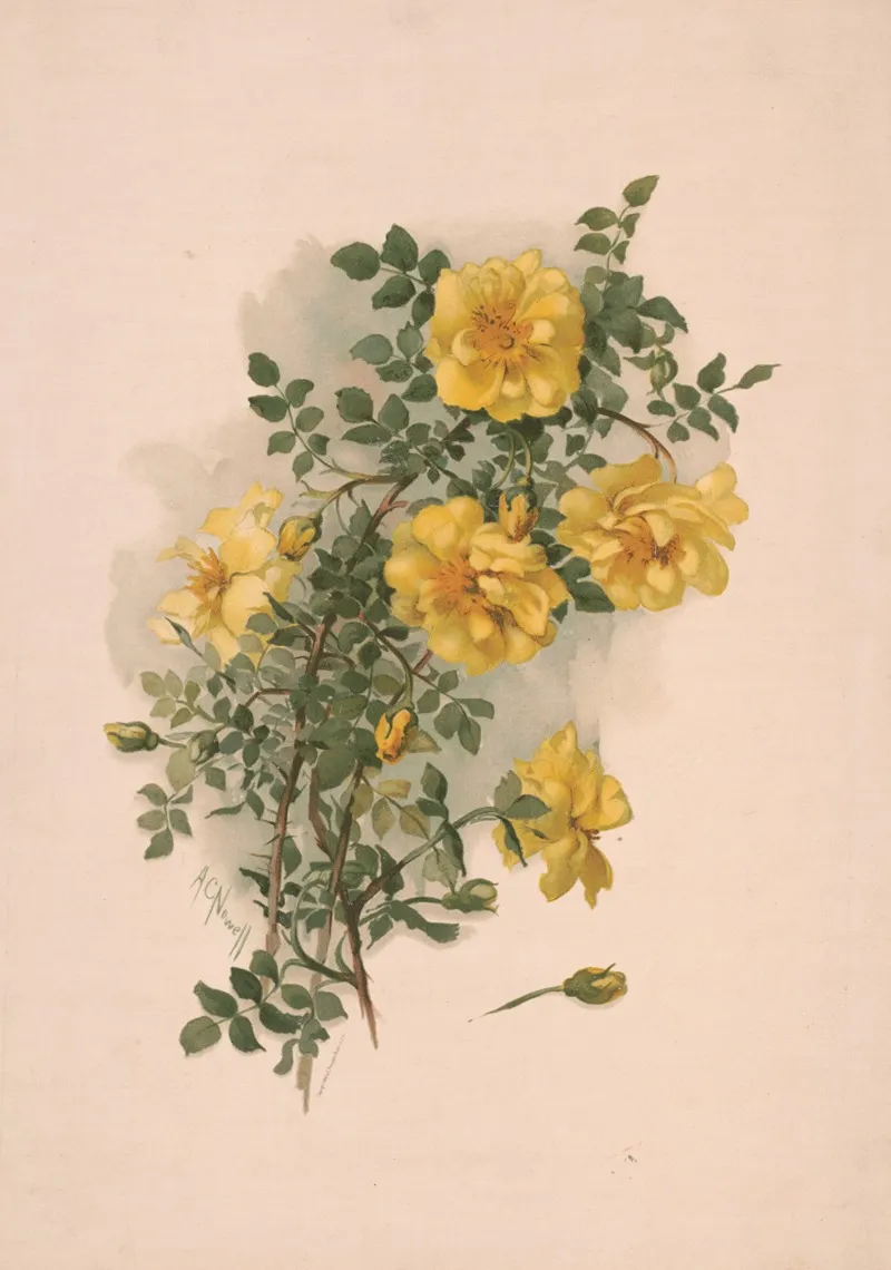 Yellow Scotch Roses Wall Art by Annie Nowell - High-Resolution Digital Print