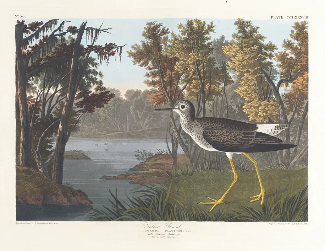 Yellow Shank Wall Art by John James Audubon - High-Resolution Digital Print
