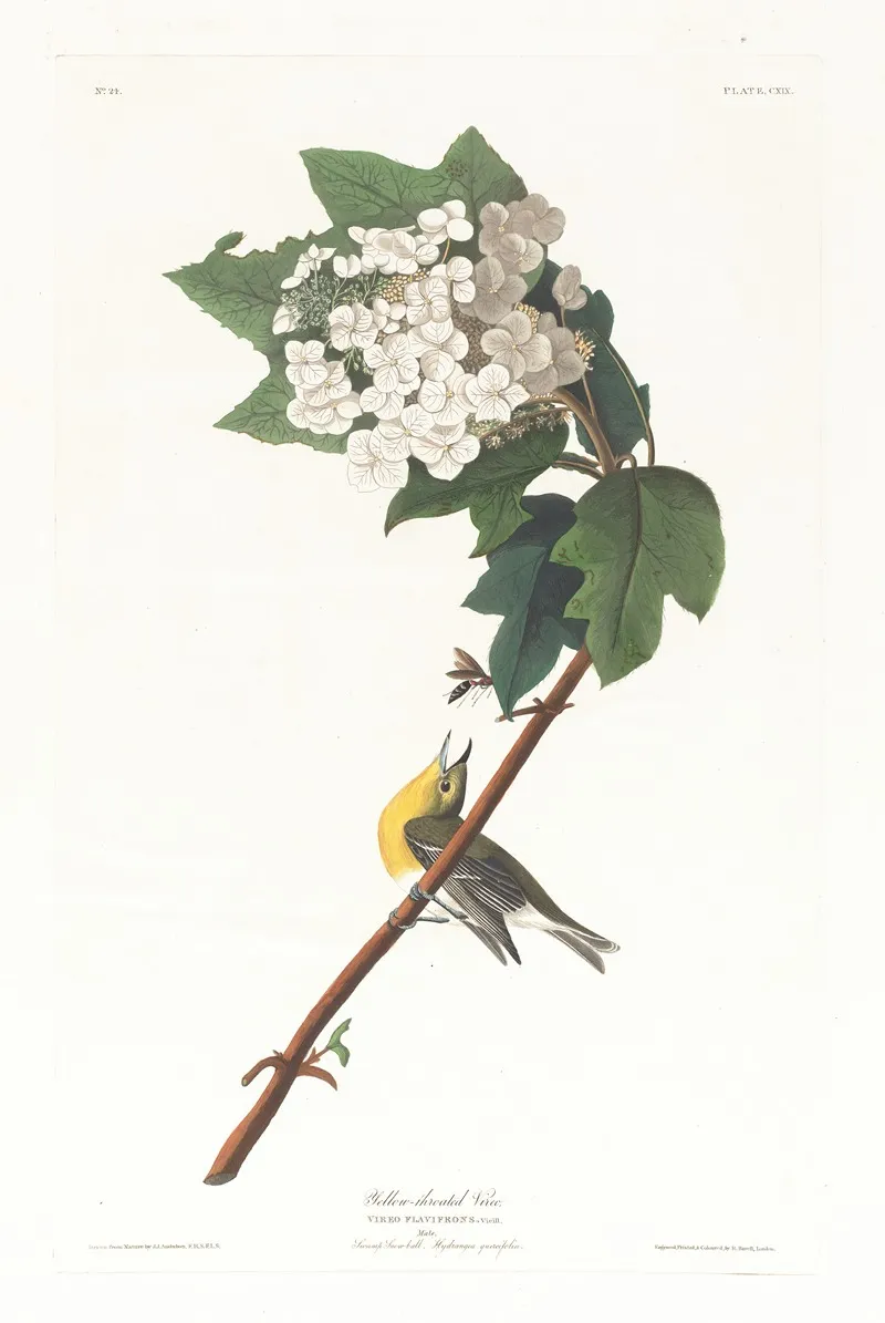 Yellow Throated Vireo Wall Art by John James Audubon - High-Resolution Digital Print