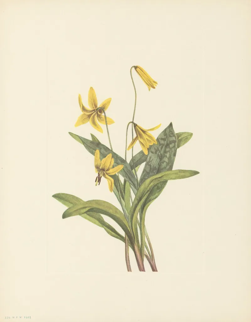 Yellow Troutlily Erythronium Americanum 2