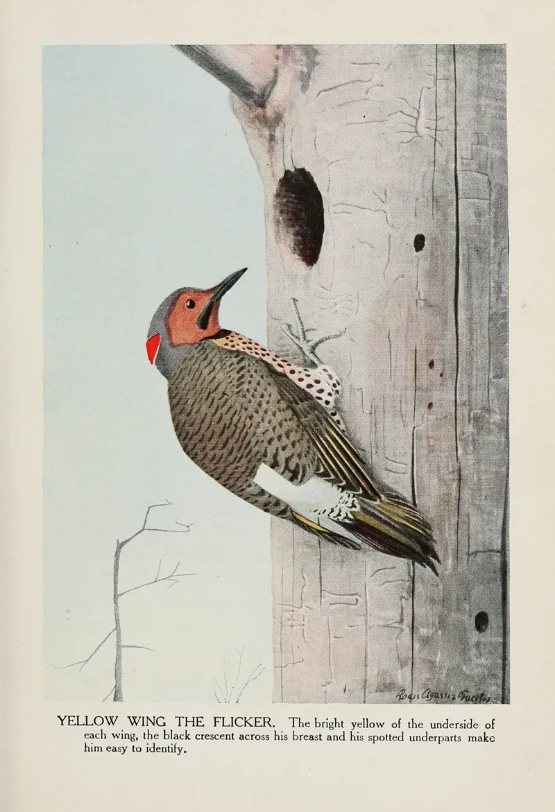 Yellow Wing The Flicker Wall Art by Louis Agassiz Fuertes - High-Resolution Digital Print