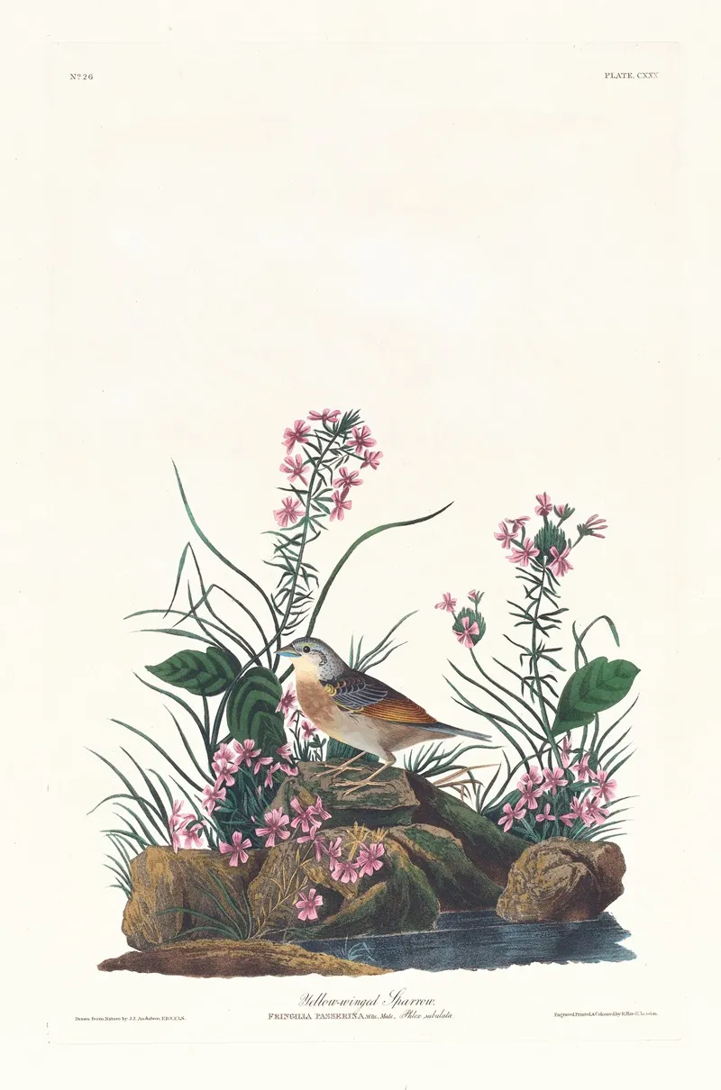 Yellow Winged Sparrow Wall Art by John James Audubon - High-Resolution Digital Print