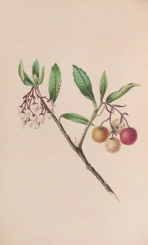 Yew Wall Art by John Stevens Henslow - High-Resolution Digital Print
