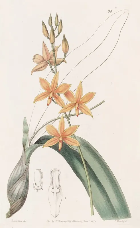 Yolk Of Egg Epidendrum Wall Art by Sydenham Edwards - High-Resolution Digital Print
