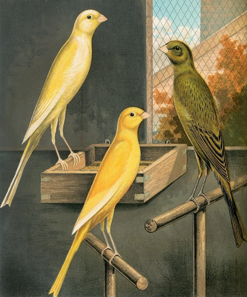 Yorkshire Canaries Wall Art by W. A . Blakston - High-Resolution Digital Print