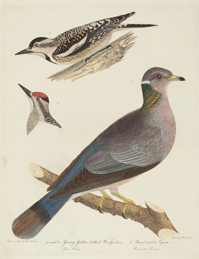 Young Yellow Bellied Woodpeckers And Band Tailed Pigeon Wall Art by Alexander Lawson - High-Resolution Digital Print