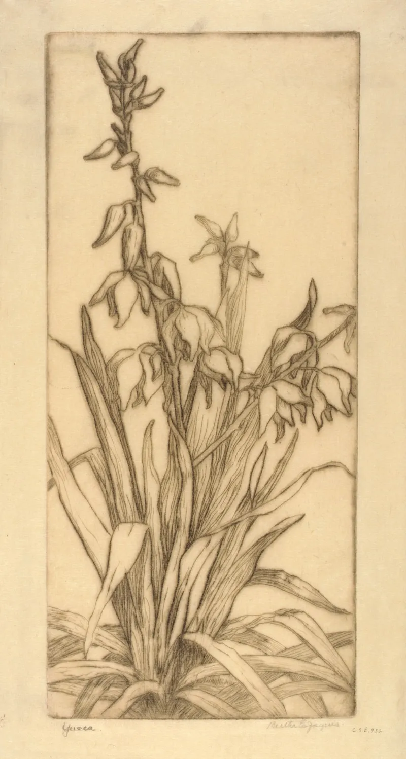 Yucca 2