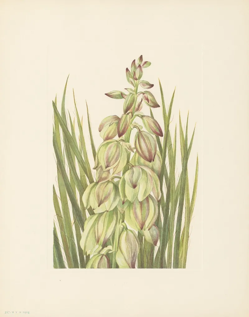 Yucca Yucca Baileyi 3
