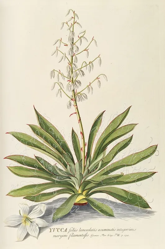 Yucca Wall Art by Georg Dionysius Ehret - High-Resolution Digital Print