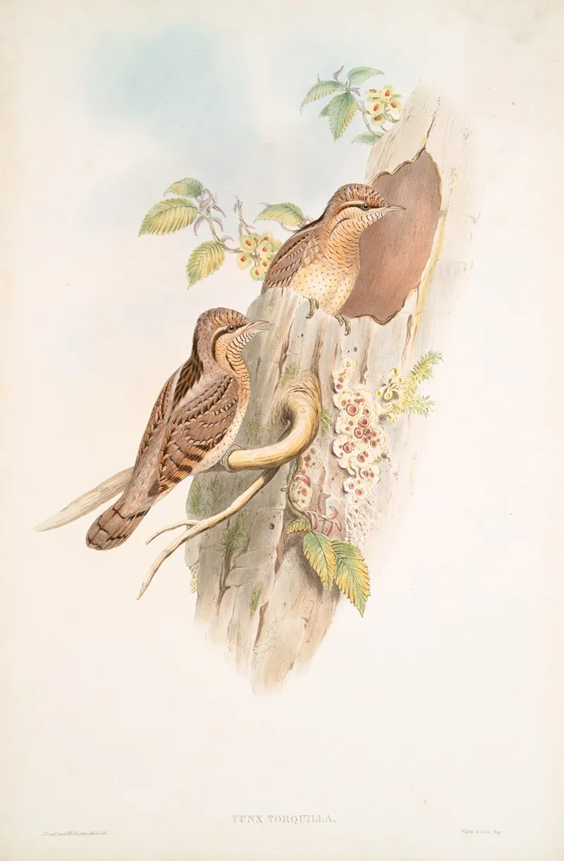 Yunx Torquilla Wryneck Wall Art by John Gould - High-Resolution Digital Print