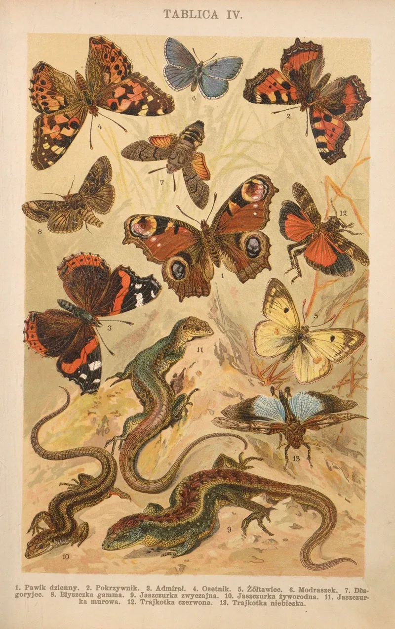 Z Naszej Przyrody Pl 04 Wall Art by Bohdan Dyakowski - High-Resolution Digital Print