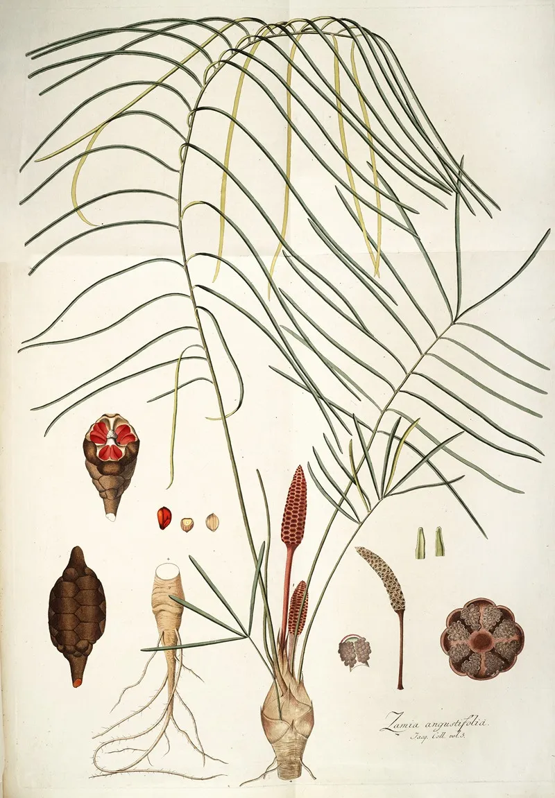 Zamia Angustifolia Wall Art by Nikolaus Joseph Freiherr von Jacquin - High-Resolution Digital Print