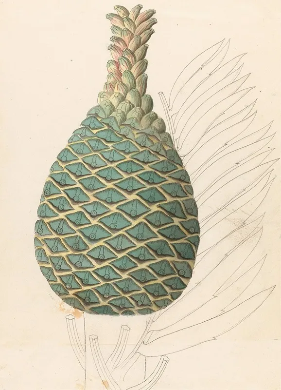 Zamia Caffra Encephalartos Altensteinii Female Cone Wall Art by Clemenz Heinrich Wehdemann - High-Resolution Digital Print