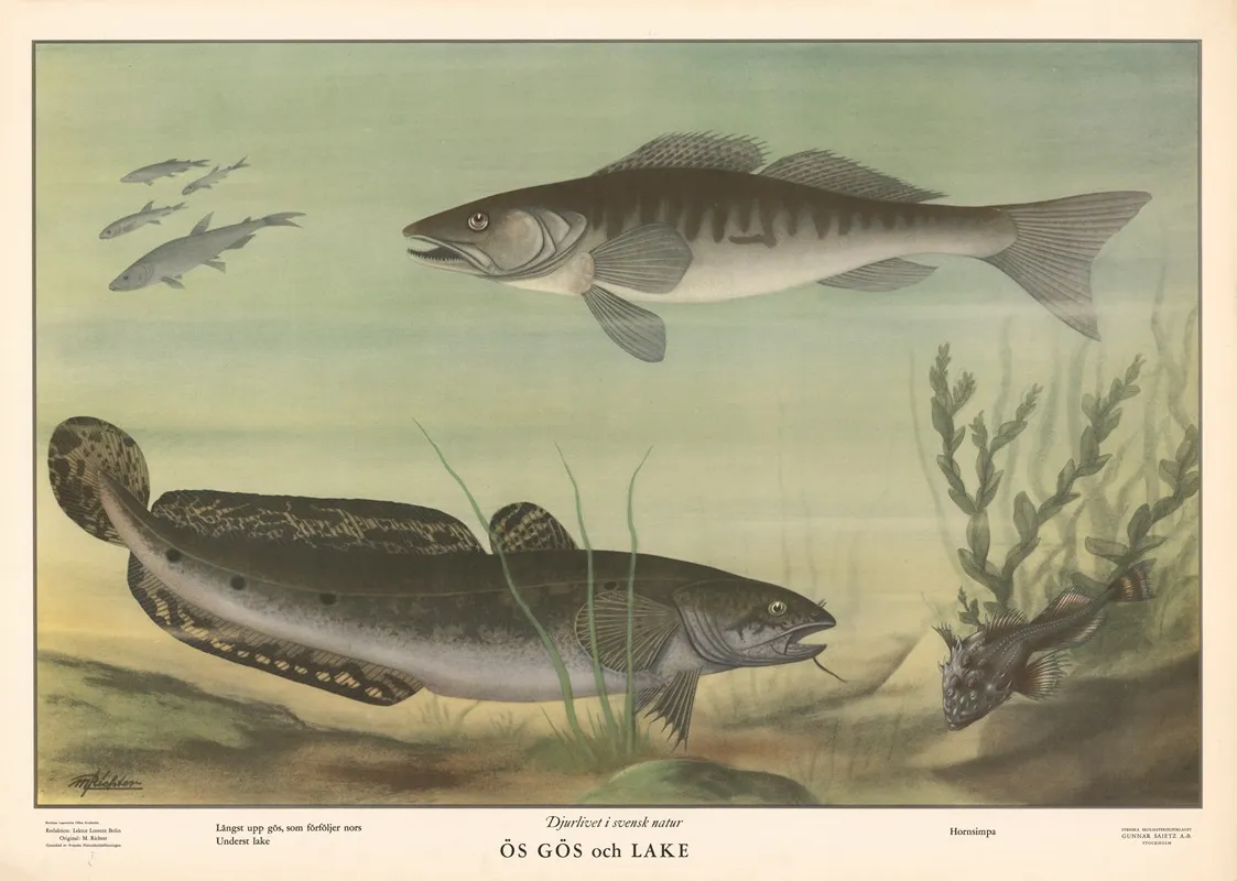 Zander And Pike Wall Art by Max Richter - High-Resolution Digital Print