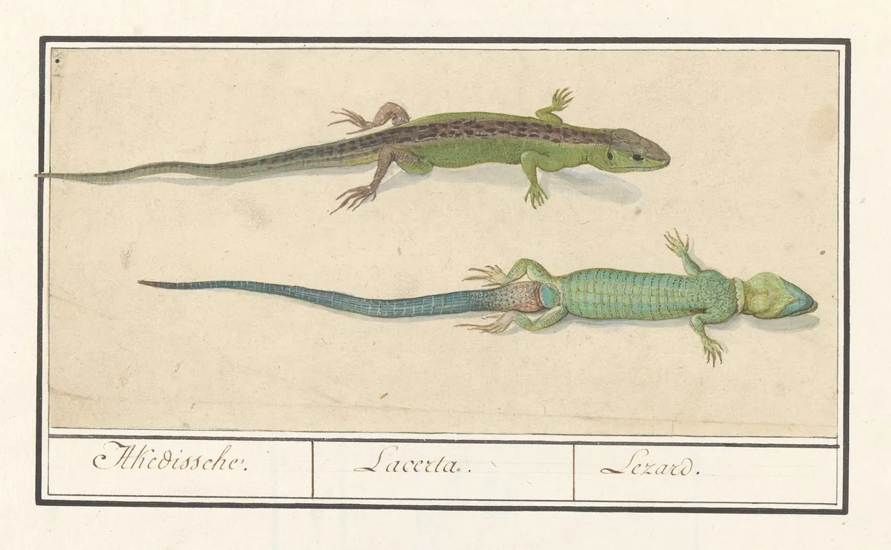 Zandhagedis Lacerta Agilis Akedissche Lacerta Lezard Wall Art by Anselmus Boëtius de Boodt - High-Resolution Digital Print