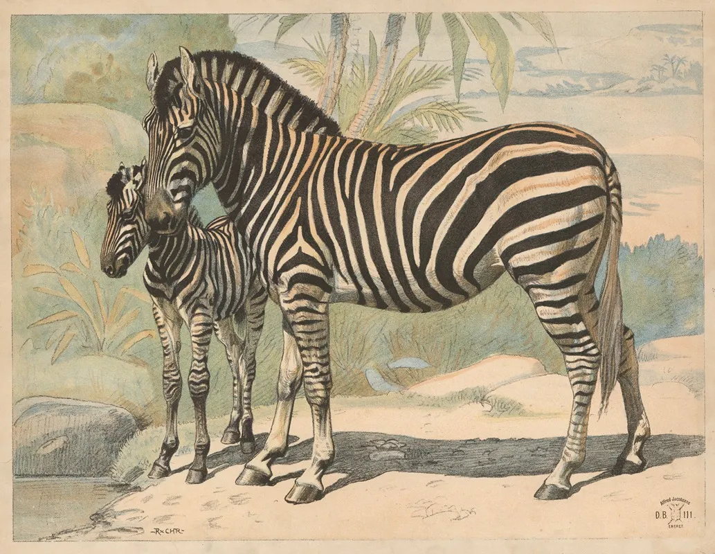 Zebra 10