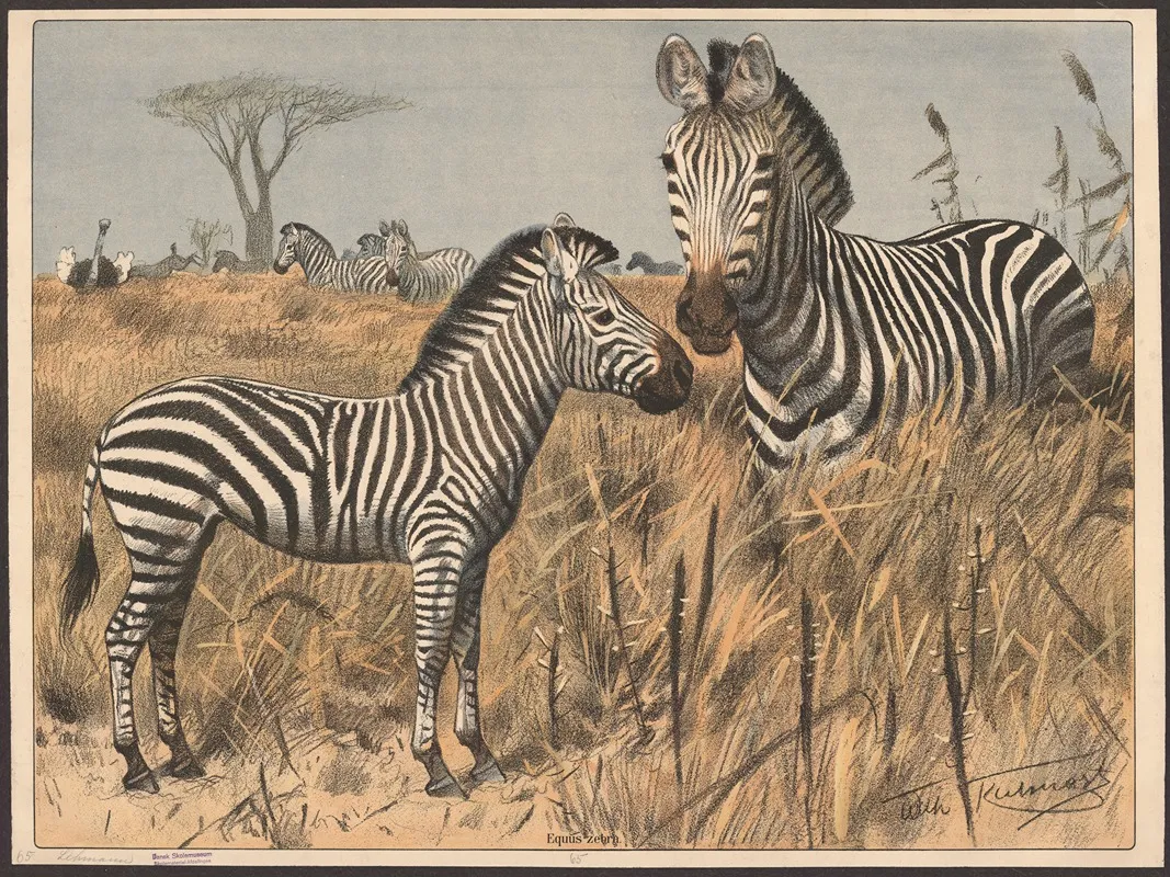 Zebra 11