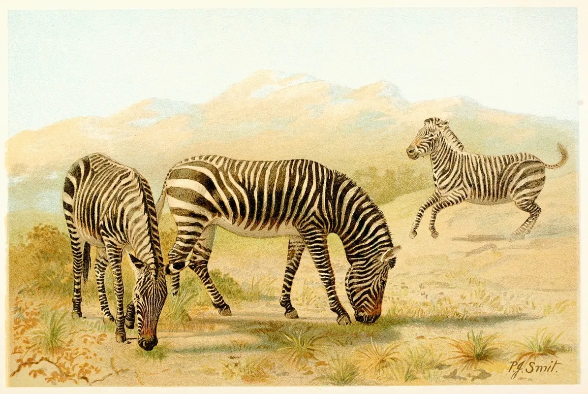 Zebra 3 Wall Art by Pierre Jacques Smit - High-Resolution Digital Print