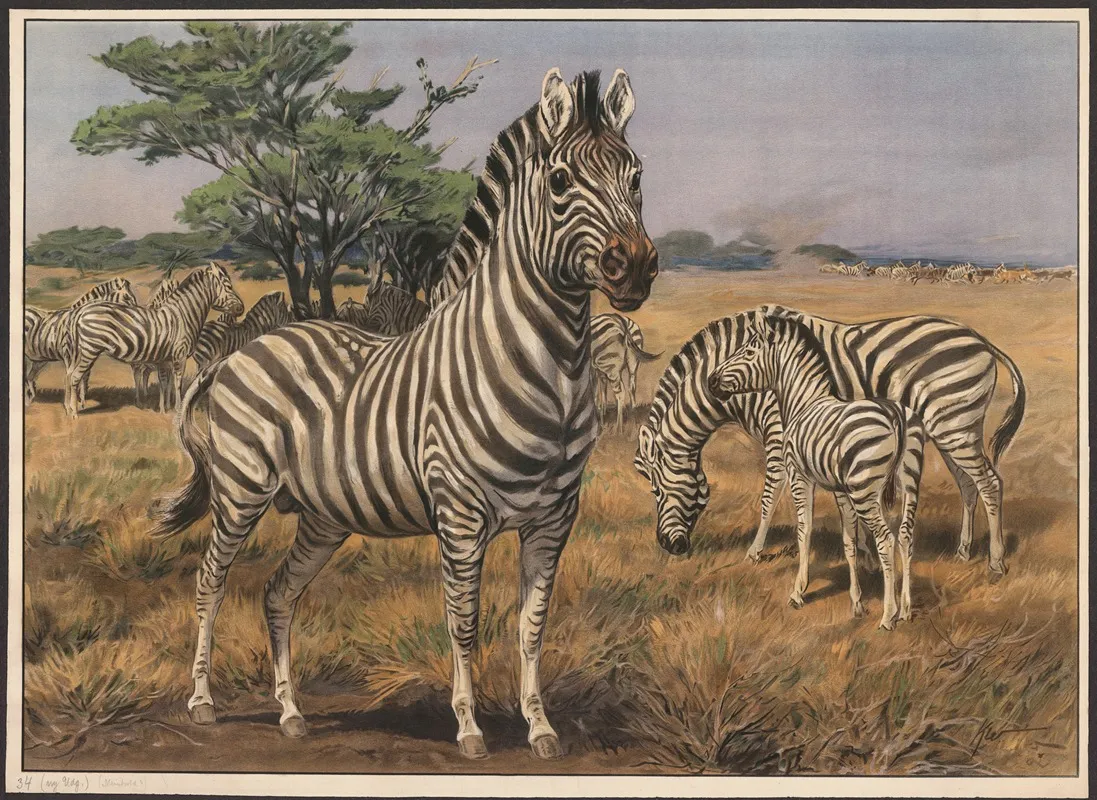 Zebra 5 Wall Art by Karl Wagner - High-Resolution Digital Print