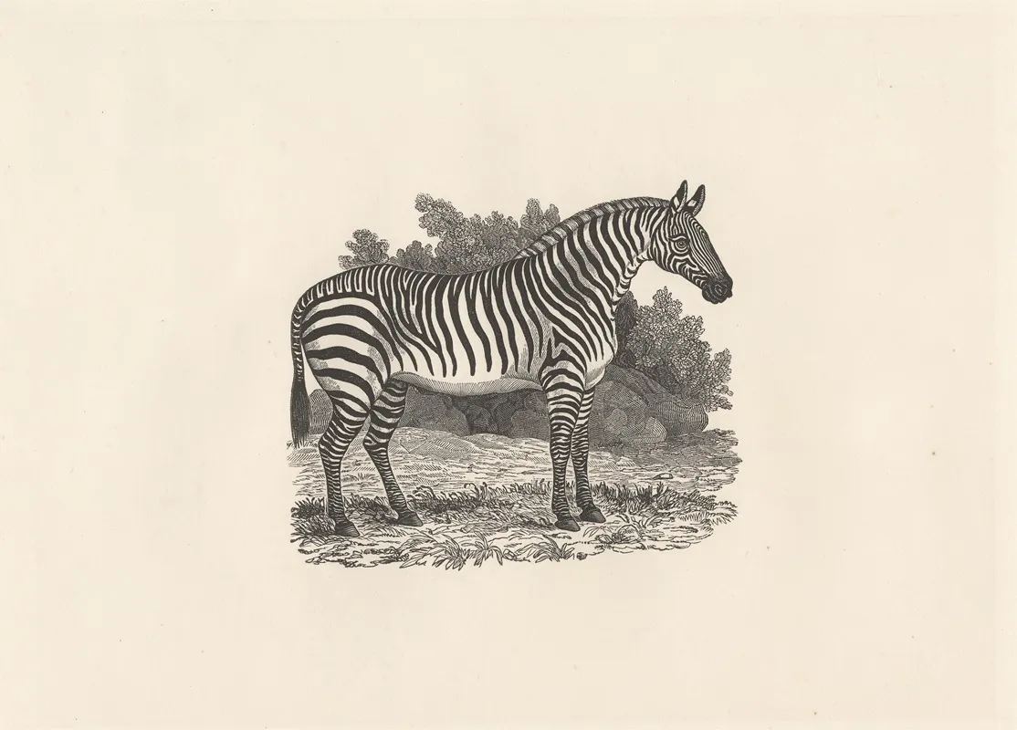 Zebra 6 Wall Art by Thomas Bewick - High-Resolution Digital Print