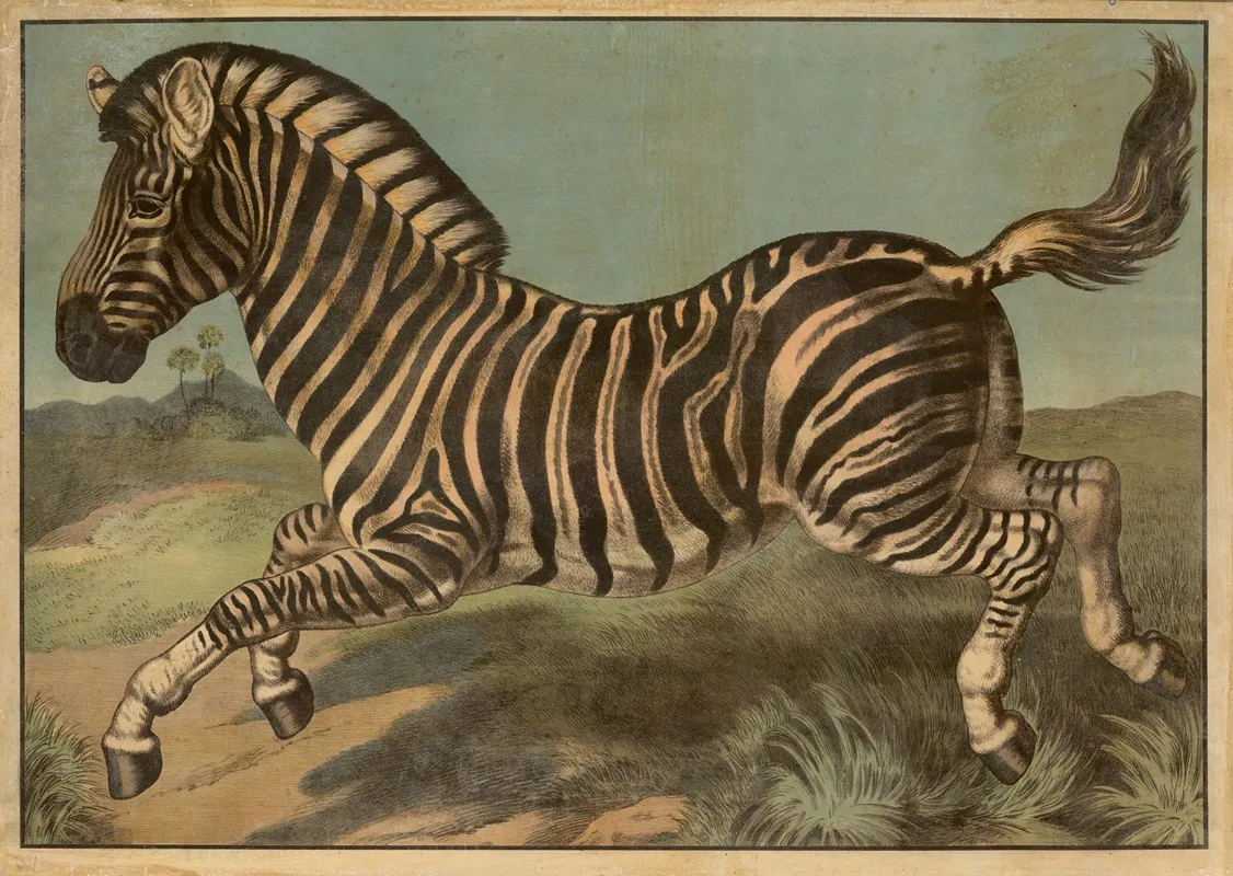 Zebra 8