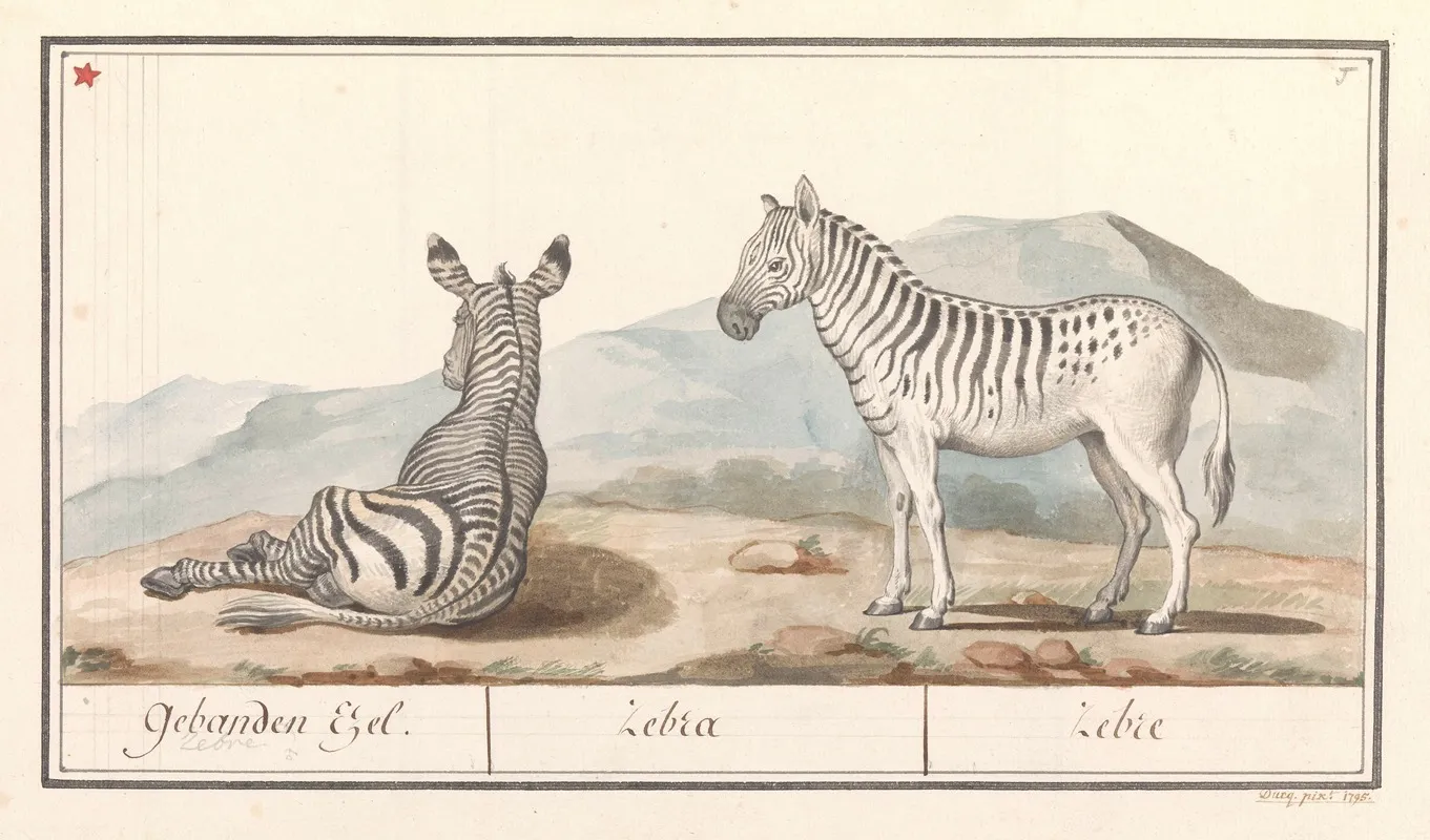 Zebra Equus Quagga Gebanden Ezel Zebra Zebre Wall Art by Anselmus Boëtius de Boodt - High-Resolution Digital Print