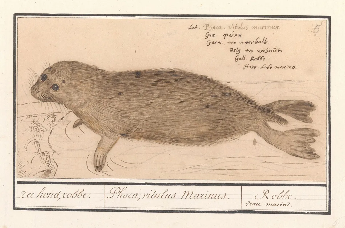 Zeehond Phocidae Zee Hond Robbe Phoca Vitulus Marinus Robbe Veau Marin Wall Art by Anselmus Boëtius de Boodt - High-Resolution Digital Print
