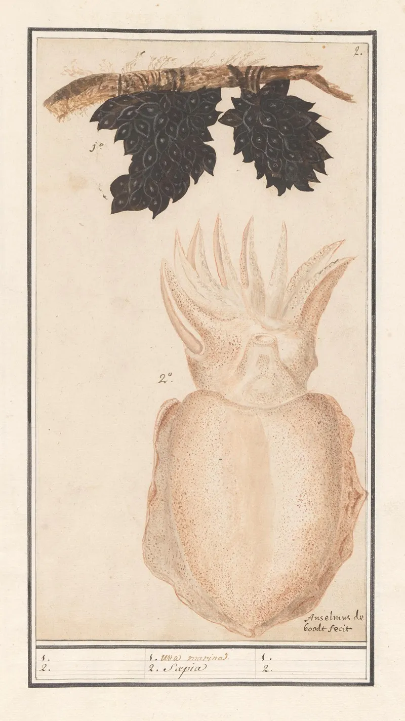 Zeekat Of Sepia Sepiida 1 Uva Marina 2 Saepia Wall Art by Anselmus Boëtius de Boodt - High-Resolution Digital Print