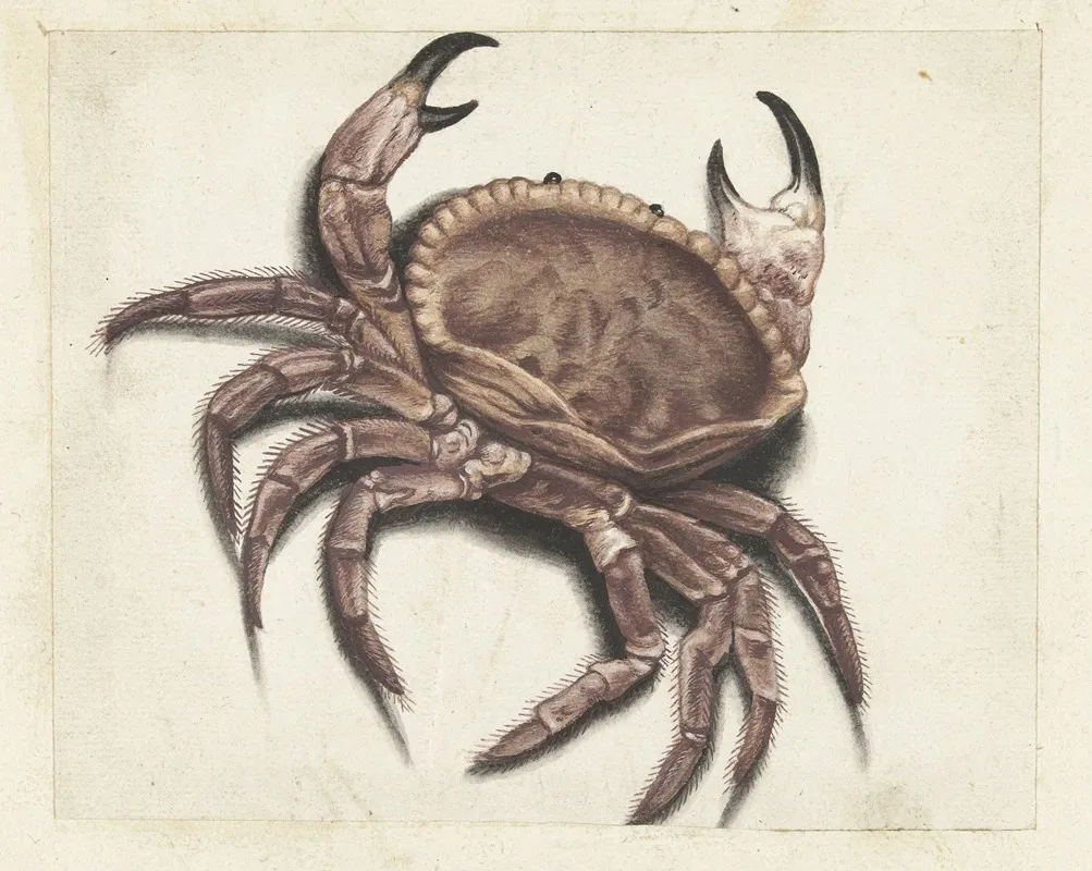 Zeekrab