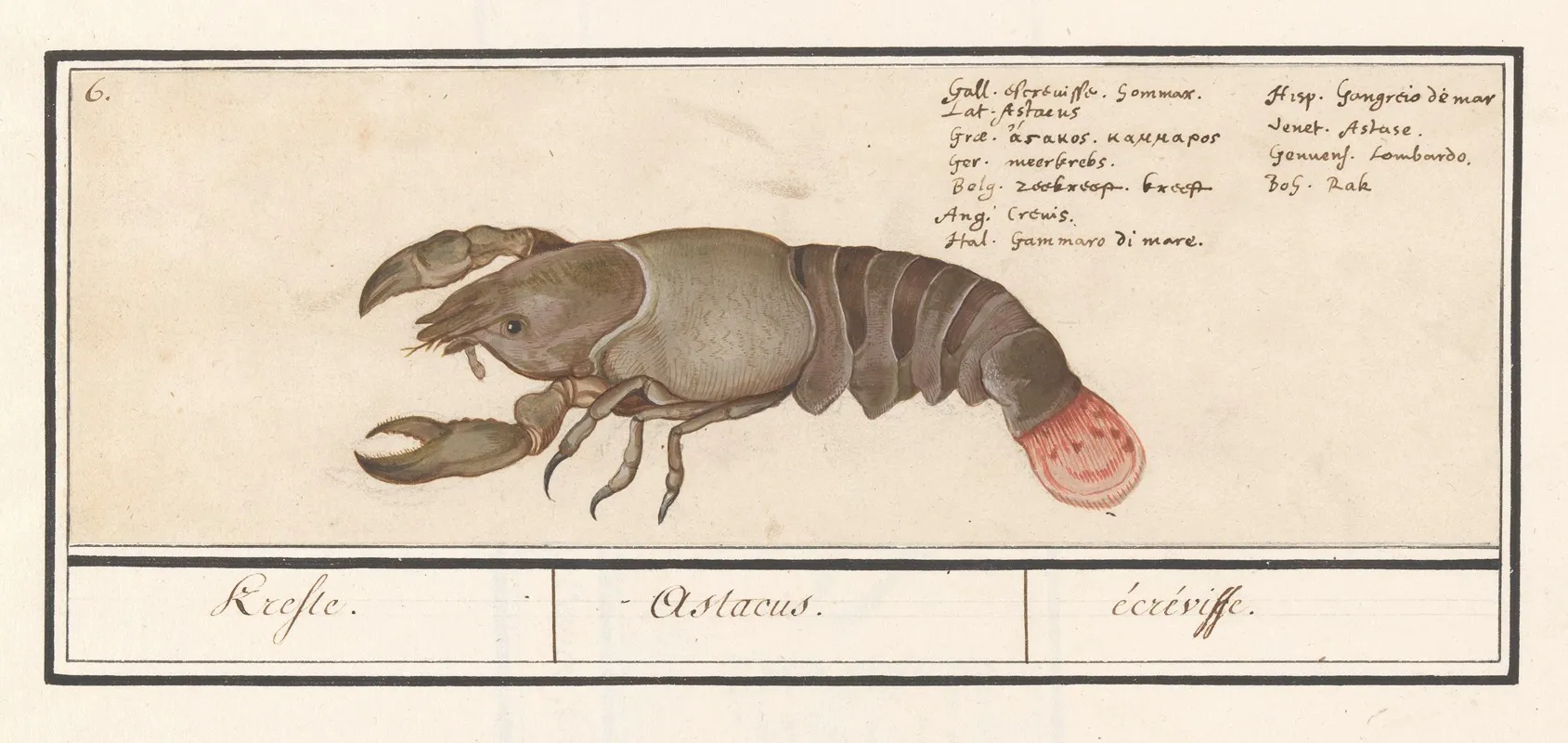 Zeekreeft Homarus Gammarus Krefte Astacus Ecreviffe Wall Art by Anselmus Boëtius de Boodt - High-Resolution Digital Print
