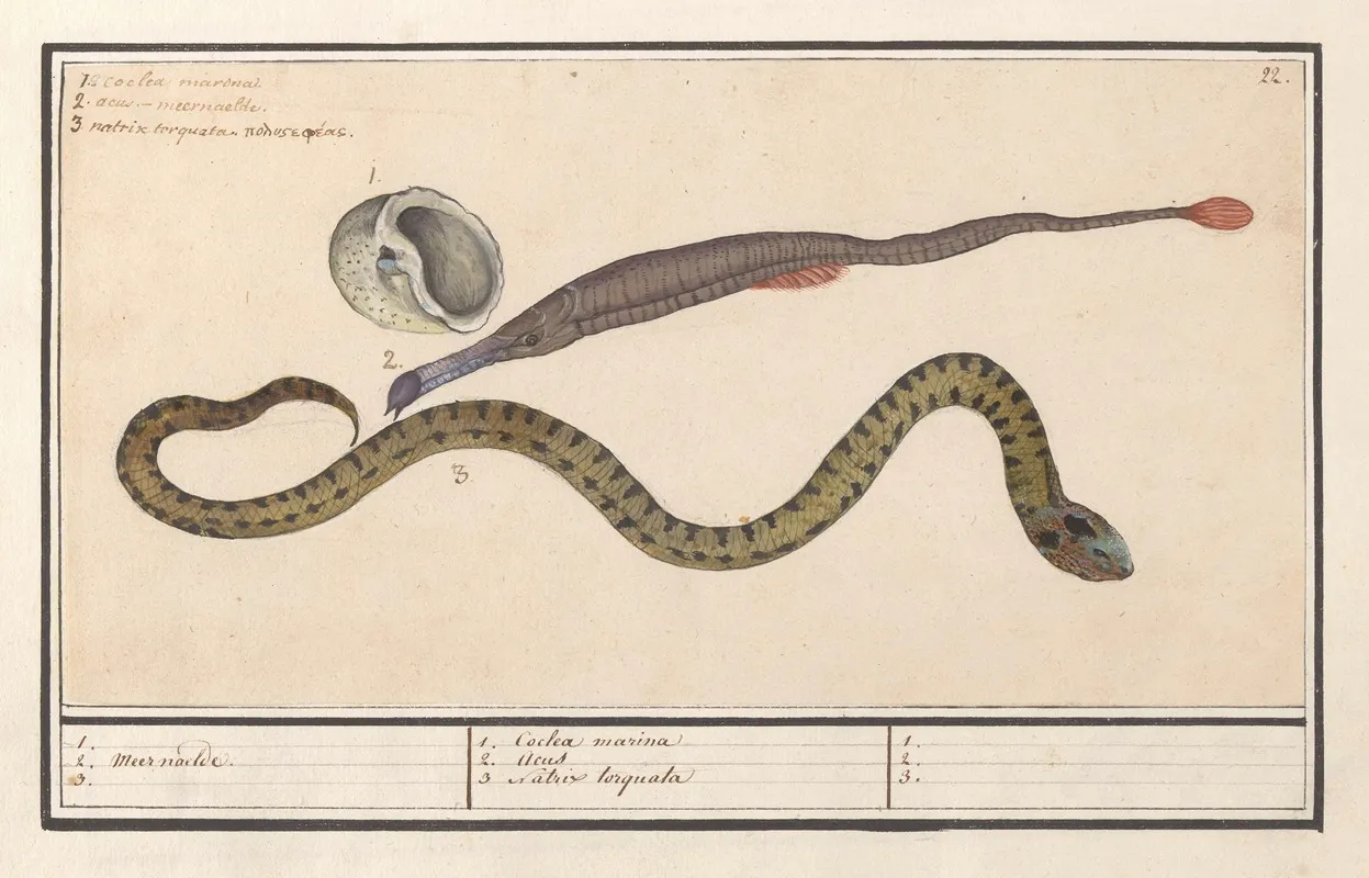 Zeeschelp Zeenaald Syngnathus En Waterslang Natrix 1 2 Meer Naelde 3 1 Coclea Marina 2 Acus 3 Natrix Torquata 1 2 3 Wall Art by Anselmus Boëtius de Boodt - High-Resolution Digital Print