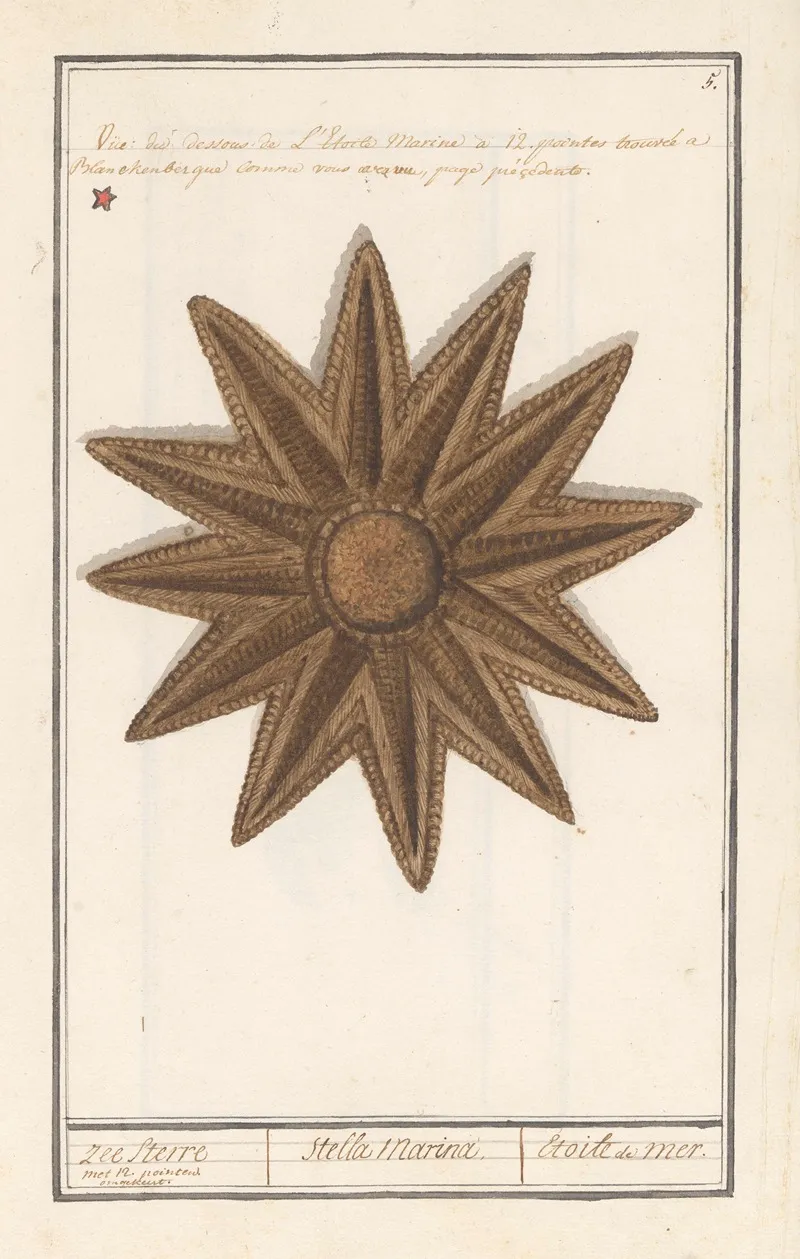 Zeester Asteroidea Zee Sterre Stella Marina Etoile De Mer 2 Wall Art by Anselmus Boëtius de Boodt - High-Resolution Digital Print
